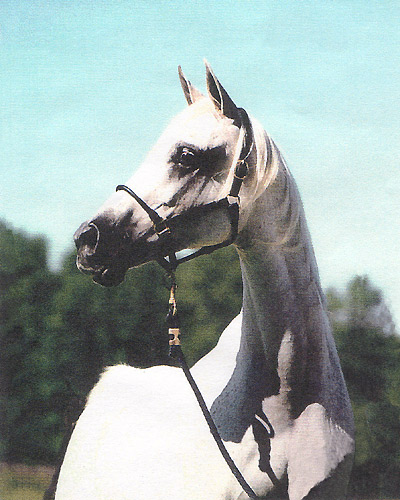 Ramses Safina ( Ramses Fayek x Ramses Sadaka ) 